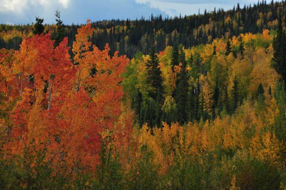 Cores e paisagens de Outono, no trecho americano da Alaska Highway